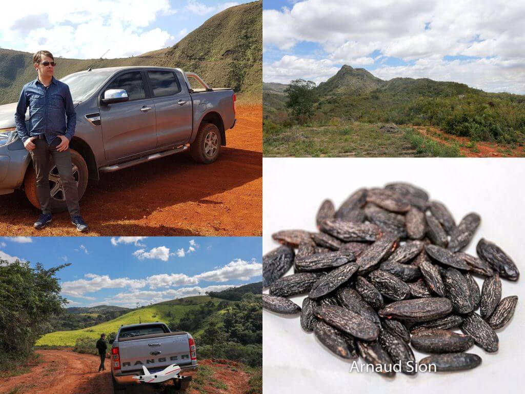 Spécialiste en Import - Export de Fève Tonka du Brésil